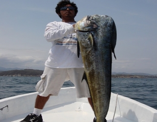  fish from huatulco 